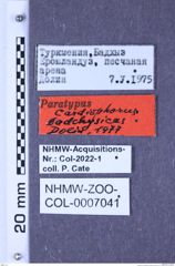 Etiketten zu Cardiophorus badchysicus (Dolin, 1977) (NHMW-ZOO-COL-0007041)